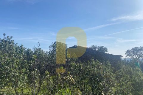 Helårsgrund i Rosmaninhal, Castelo Branco, Rosmaninhal - € 90.000 | Ref: PB2024384 - foto 30