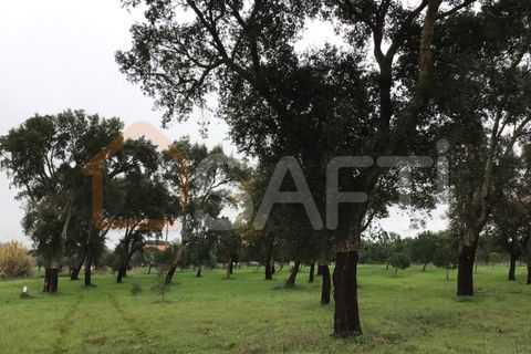 Helårsgrund i Tomar, Santarem, Tomar - € 39.500 | Ref: SAFTI:004639 - foto 2