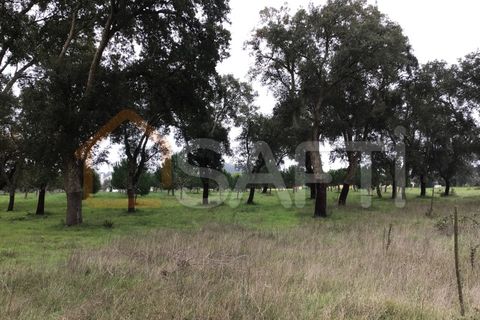 Helårsgrund i Tomar, Santarem, Tomar - € 39.500 | Ref: SAFTI:004639 - foto 5