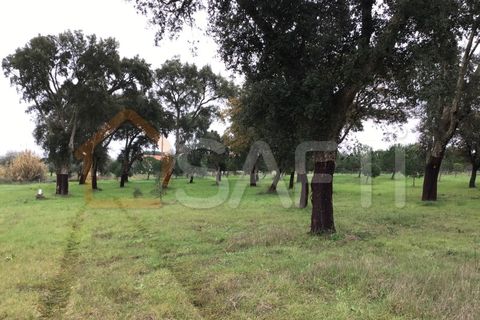 Helårsgrund i Tomar, Santarem, Tomar - € 39.500 | Ref: SAFTI:004639 - foto 6