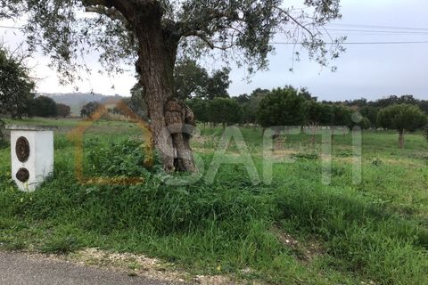 Helårsgrund i Tomar, Santarem, Tomar - € 39.500 | Ref: SAFTI:004639 - foto 7