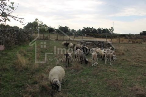 Terra a Alcains, Castelo Branco, Alcains - € 19.500 | Ref: SÒL_989 - foto 4