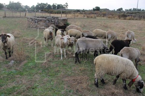 Terra a Alcains, Castelo Branco, Alcains - € 19.500 | Ref: SÒL_989 - foto 5