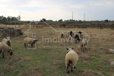 Terra a Alcains, Castelo Branco, Alcains - € 19.500 | Ref: SÒL_989 - foto 6