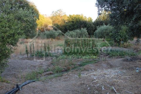 Helårsgrund i Castelo Branco, Castelo Branco, Castelo Branco - € 18.000 | Ref: SÒL_801 - foto 4