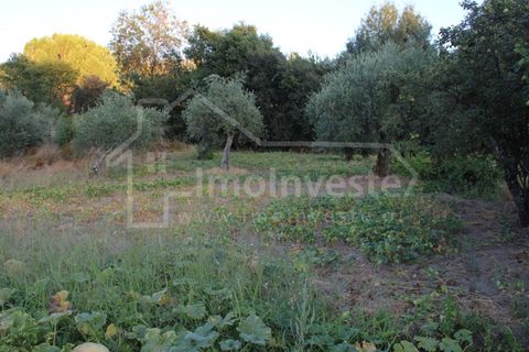 Helårsgrund i Castelo Branco, Castelo Branco, Castelo Branco - € 18.000 | Ref: SÒL_801 - foto 5