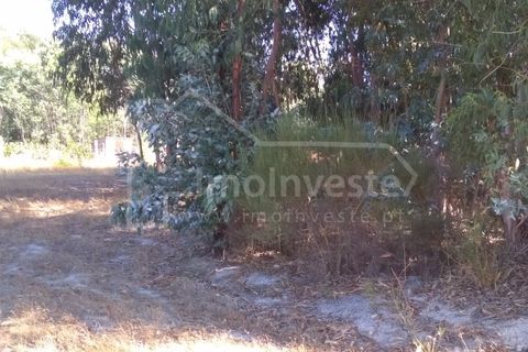 Helårsgrund i Castelo Branco, Castelo Branco, Castelo Branco - € 15.000 | Ref: SÒL_454 - foto 4