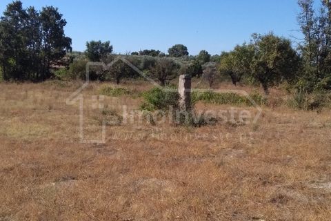 Helårsgrund i Castelo Branco, Castelo Branco, Castelo Branco - € 15.000 | Ref: SÒL_454 - foto 5