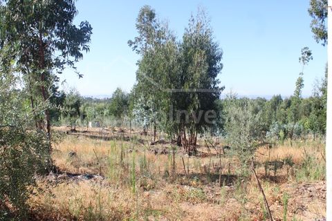 Terra a Alcains, Castelo Branco, Alcains - € 36.000 | Ref: 1141 - foto 3