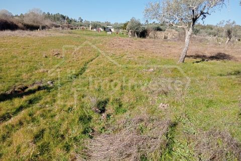 Terra a Ninho do Acor, Castelo Branco, Ninho do Acor - € 7.500 | Ref: SÒL_886 - foto 10