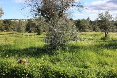 Tomt i Ninho do Acor, Castelo Branco, Ninho do Acor - € 12 500 | Ref: SÒL_866 - foto 2