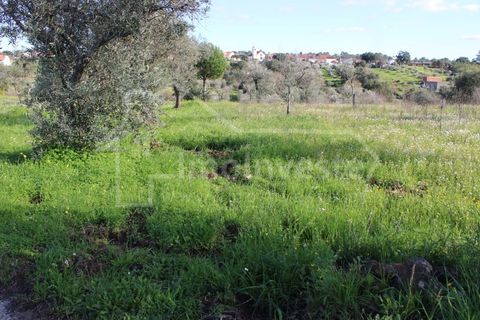 Tomt i Ninho do Acor, Castelo Branco, Ninho do Acor - € 12 500 | Ref: SÒL_866 - foto 4