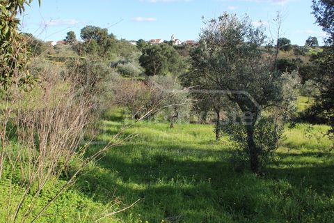 Tomt i Ninho do Acor, Castelo Branco, Ninho do Acor - € 12 500 | Ref: SÒL_866 - foto 6