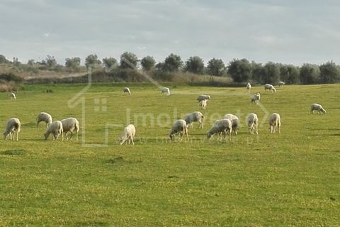 Farm i Ladoeiro, Castelo Branco, Ladoeiro - € 1.260.000 | Ref: FIN_136 - foto 3