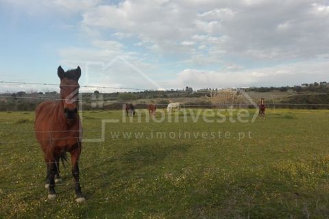 Farm i Ladoeiro, Castelo Branco, Ladoeiro - € 1.260.000 | Ref: FIN_136 - foto 4