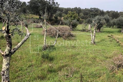 Helårsgrund i Castelo Branco, Castelo Branco, Castelo Branco - € 27.500 | Ref: SÒL_898 - foto 1