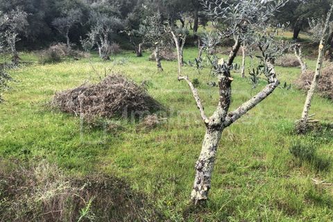 Helårsgrund i Castelo Branco, Castelo Branco, Castelo Branco - € 27.500 | Ref: SÒL_898 - foto 2