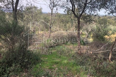 Helårsgrund i Castelo Branco, Castelo Branco, Castelo Branco - € 27.500 | Ref: SÒL_898 - foto 4