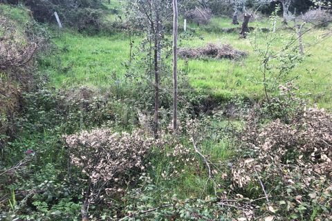 Helårsgrund i Castelo Branco, Castelo Branco, Castelo Branco - € 27.500 | Ref: SÒL_898 - foto 10