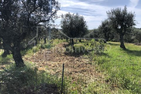 Helårsgrund i Castelo Branco, Castelo Branco, Castelo Branco - € 12.000 | Ref: SÒL_897 - foto 1