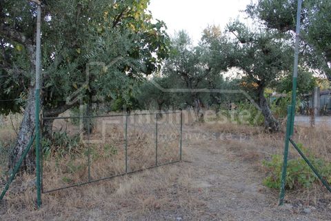 Helårsgrund i Castelo Branco, Castelo Branco, Castelo Branco - € 18.000 | Ref: SÒL_802 - foto 1