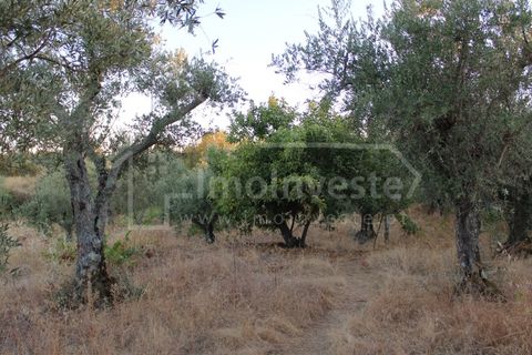 Helårsgrund i Castelo Branco, Castelo Branco, Castelo Branco - € 18.000 | Ref: SÒL_802 - foto 3
