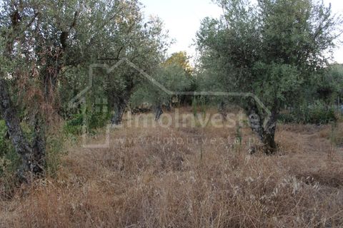 Helårsgrund i Castelo Branco, Castelo Branco, Castelo Branco - € 18.000 | Ref: SÒL_802 - foto 4