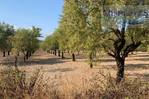 Landejendom i Noto, Siracusa, Noto - € 597.000 | Ref: SC 06 - foto 23