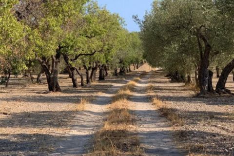 Landejendom i Noto, Siracusa, Noto - € 597.000 | Ref: SC 06 - foto 14