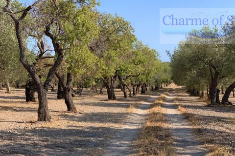 Landejendom i Noto, Siracusa, Noto - € 597.000 | Ref: SC 06 - foto 17