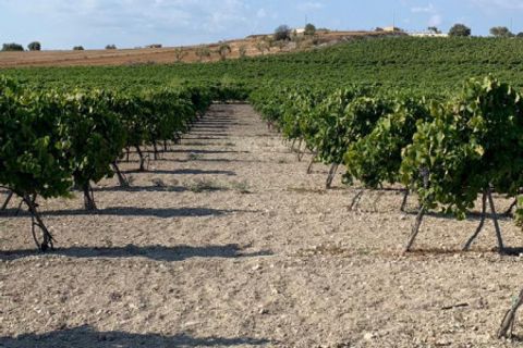 Landejendom i Noto, Siracusa, Noto - € 597.000 | Ref: SC 06 - foto 20