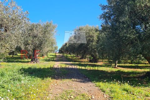 Villa i Ostuni, Brindisi, Ostuni - € 148.000 | Ref: 327 - foto 5