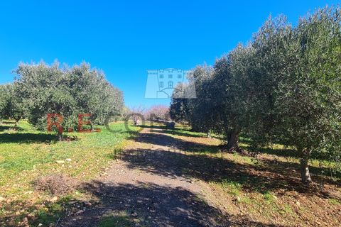 Villa i Ostuni, Brindisi, Ostuni - € 148.000 | Ref: 327 - foto 6