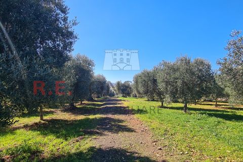 Villa i Ostuni, Brindisi, Ostuni - € 148.000 | Ref: 327 - foto 38