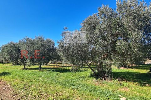 Villa i Ostuni, Brindisi, Ostuni - € 148.000 | Ref: 327 - foto 40