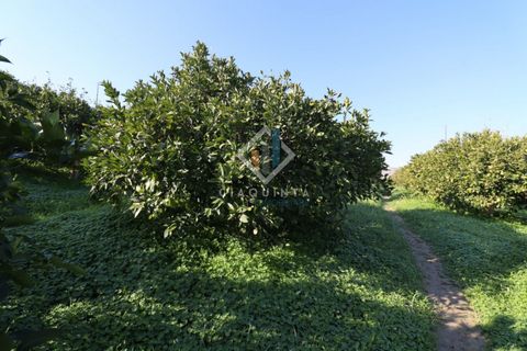 Helårsgrund i Mineo, Catania, Mineo - € 55.000 | Ref: DNTGNL2024 - foto 4
