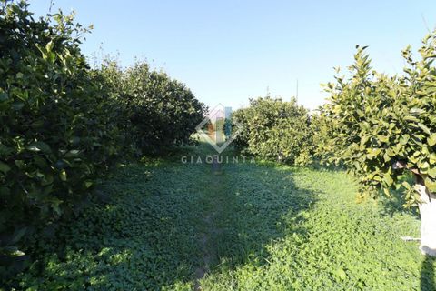 Helårsgrund i Mineo, Catania, Mineo - € 55.000 | Ref: DNTGNL2024 - foto 6