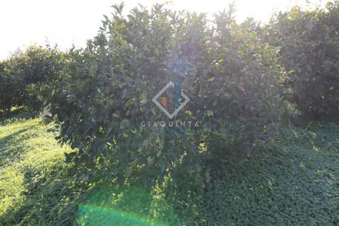 Helårsgrund i Mineo, Catania, Mineo - € 55.000 | Ref: DNTGNL2024 - foto 13