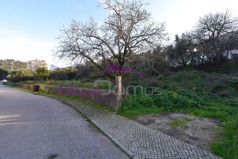 Terra em Minde, Santarem, Minde - € 41.500 | Ref: 2314 - foto 3