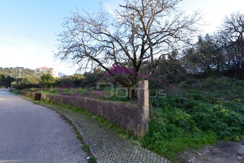 Terra em Minde, Santarem, Minde - € 41.500 | Ref: 2314 - foto 4