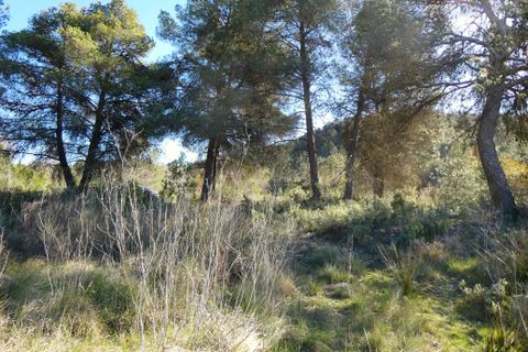 Finca a Caseres, Tarragona, Caseres - € 21.500 | Ref: 0991 - foto 8