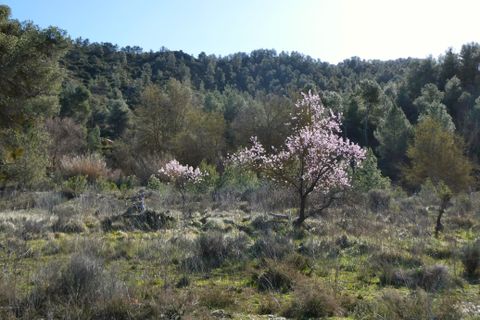 Finca a Caseres, Tarragona, Caseres - € 21.500 | Ref: 0991 - foto 17