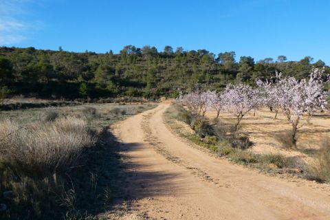 Finca i Fabara, Zaragoza, Fabara - € 26.000 | Ref: 0990 - foto 35