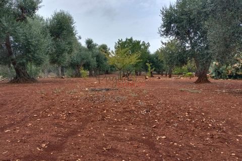 Landejendom i Ostuni, Brindisi, Ostuni - € 140.000 | Ref: 259 - foto 33