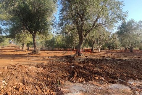 Landejendom i Ostuni, Brindisi, Ostuni - € 140.000 | Ref: 259 - foto 43
