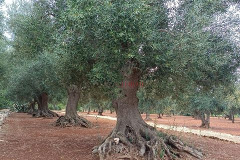 Landejendom i Ostuni, Brindisi, Ostuni - € 140.000 | Ref: 259 - foto 39