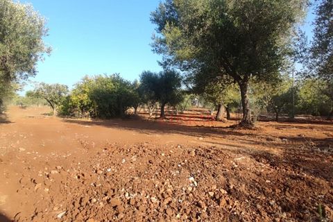 Landejendom i Ostuni, Brindisi, Ostuni - € 140.000 | Ref: 259 - foto 49