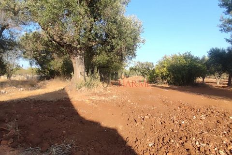 Landejendom i Ostuni, Brindisi, Ostuni - € 140.000 | Ref: 259 - foto 36