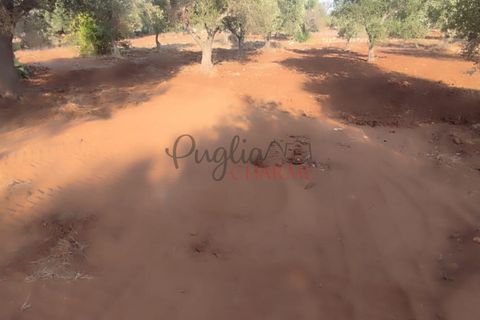 Landejendom i Ostuni, Brindisi, Ostuni - € 140.000 | Ref: 259 - foto 47