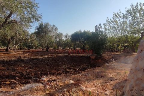 Landejendom i Ostuni, Brindisi, Ostuni - € 140.000 | Ref: 259 - foto 42